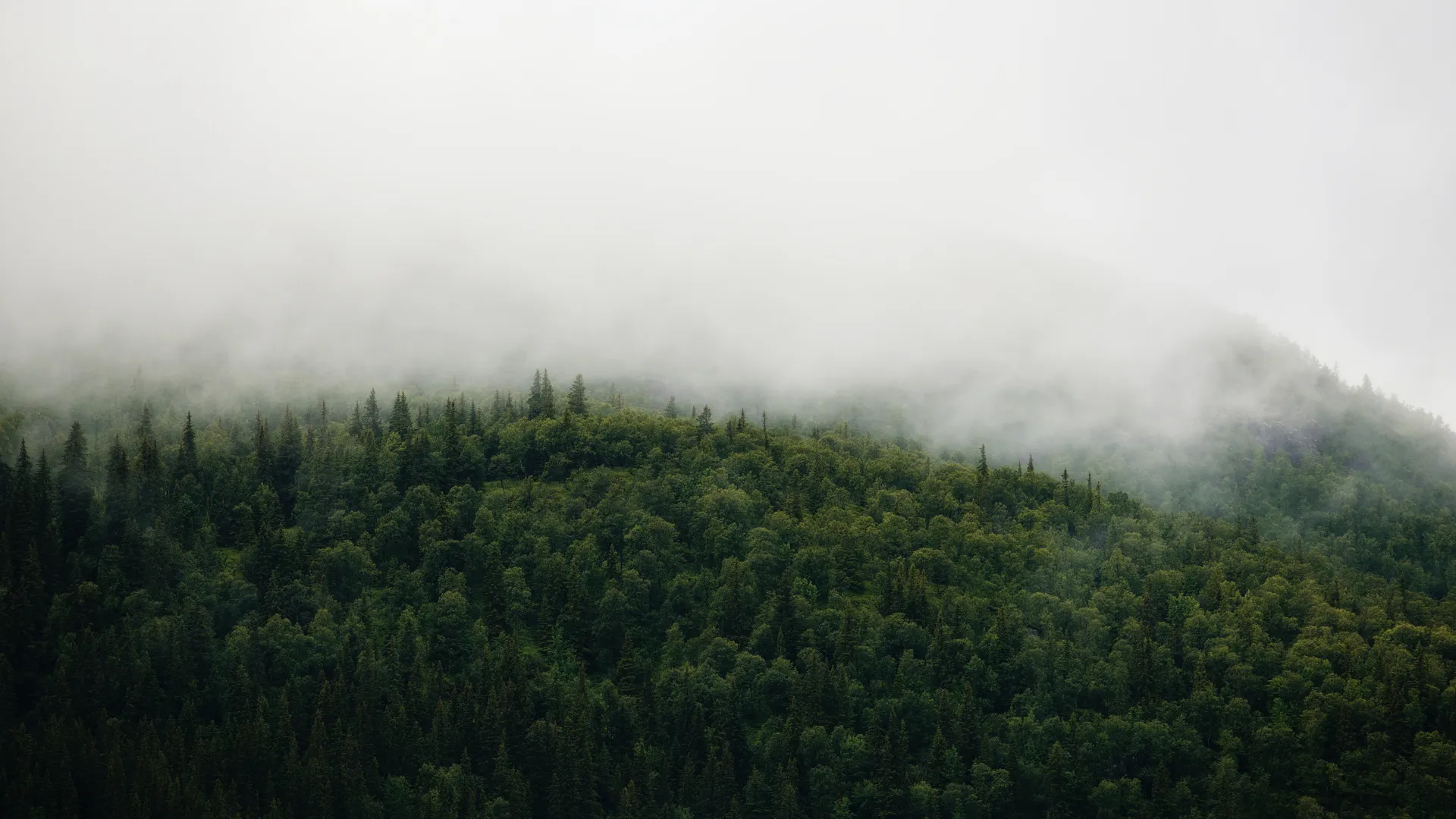 Google Cloud Partners With WWF To Make Environmental Data Platform